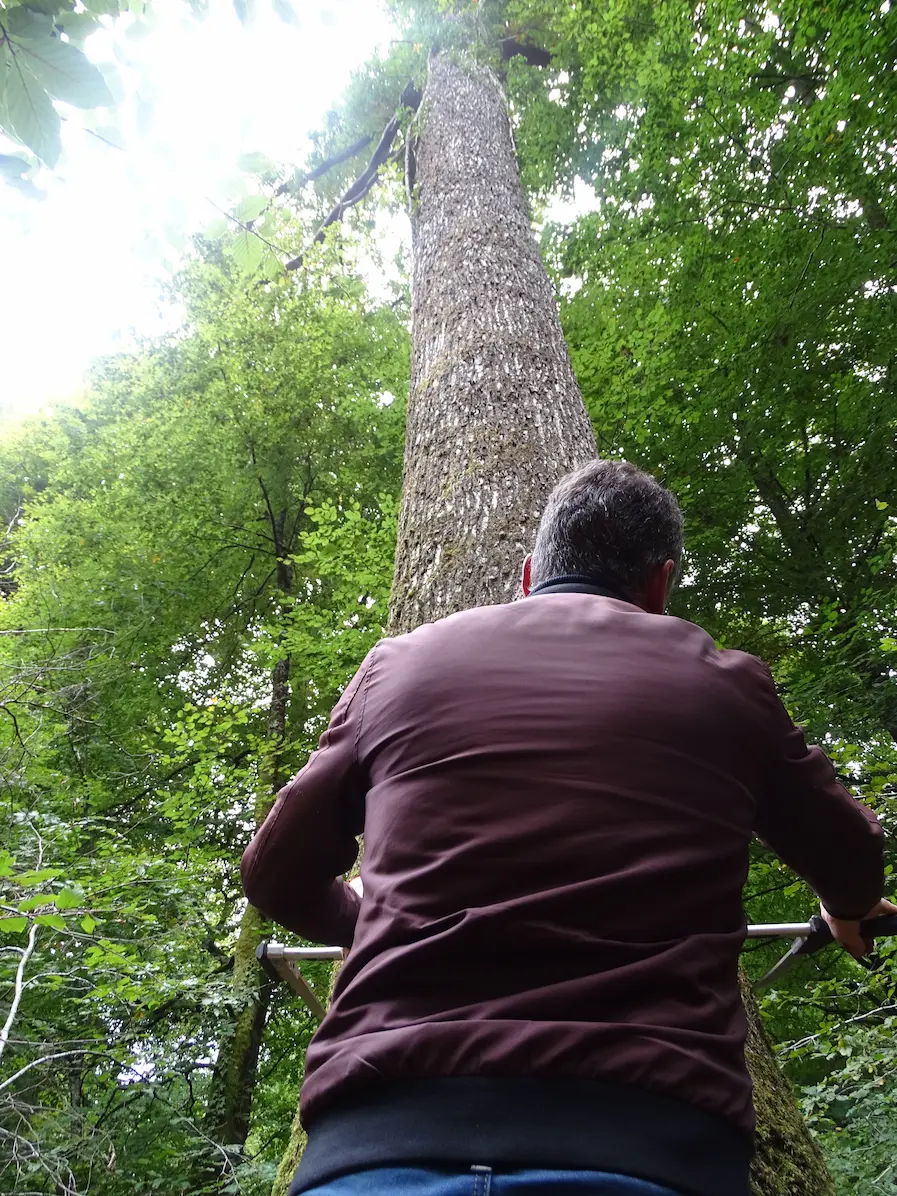 selection bois chene merranderie